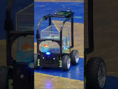 Who knew that GOLDFISHES could drive?!🤯