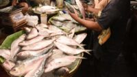 ilish ইলিশ