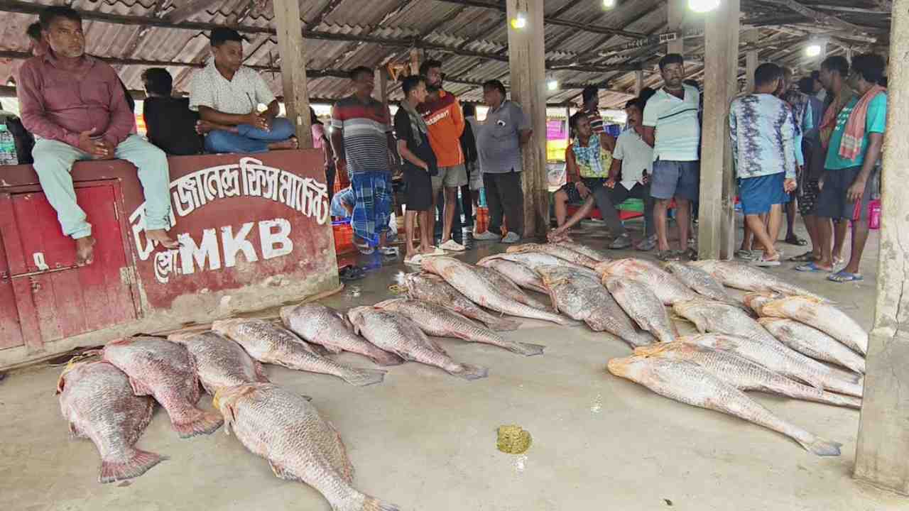 rare fish digha