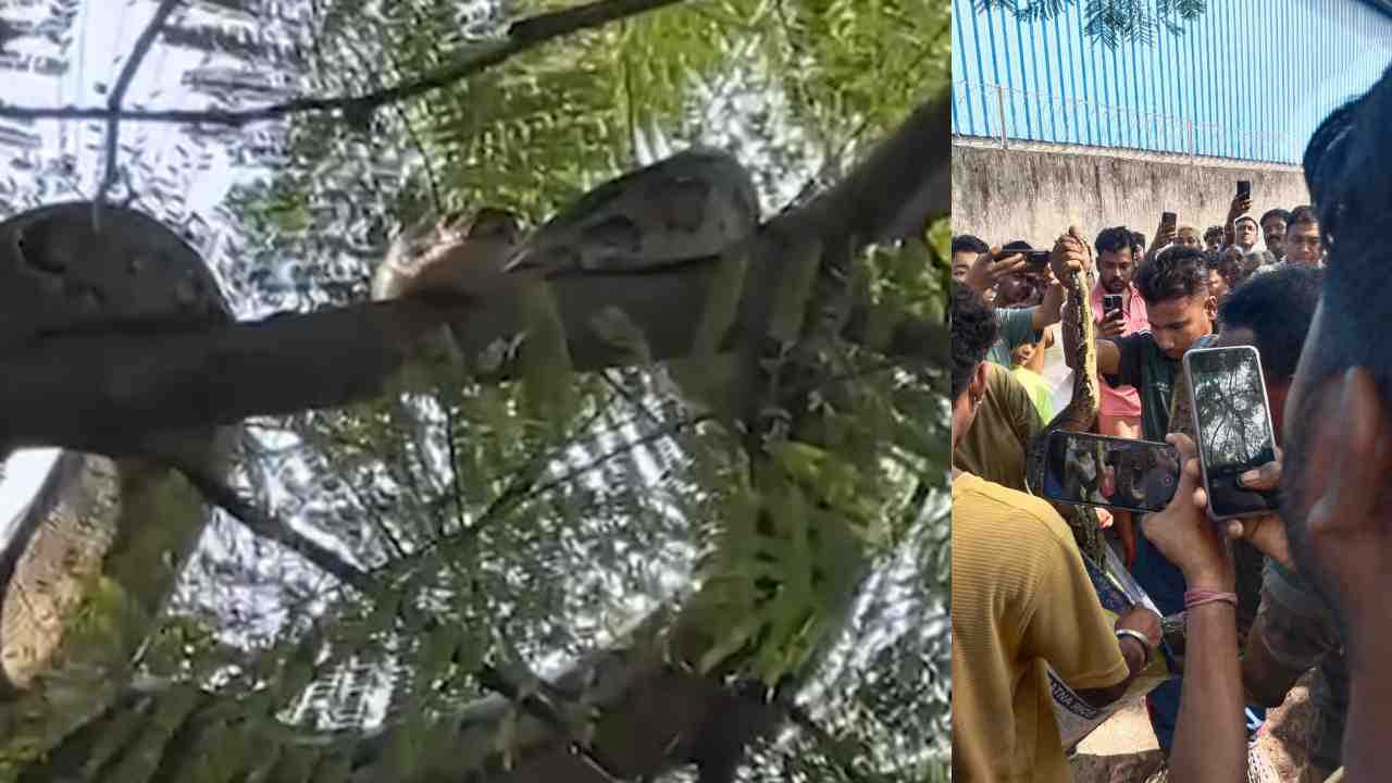 Python recover in siliguri