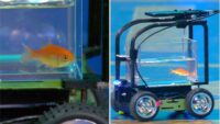 Goldfish Drives Car