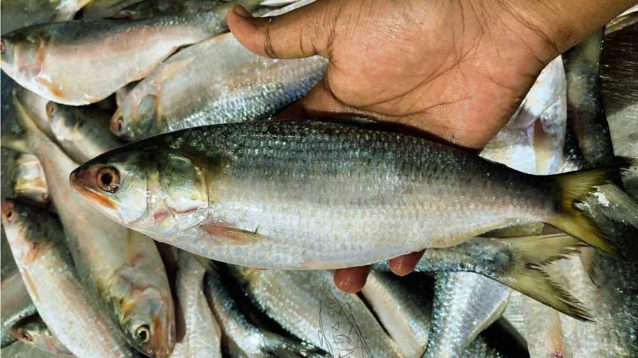 Huge Hilsa Catch In Rupnarayan