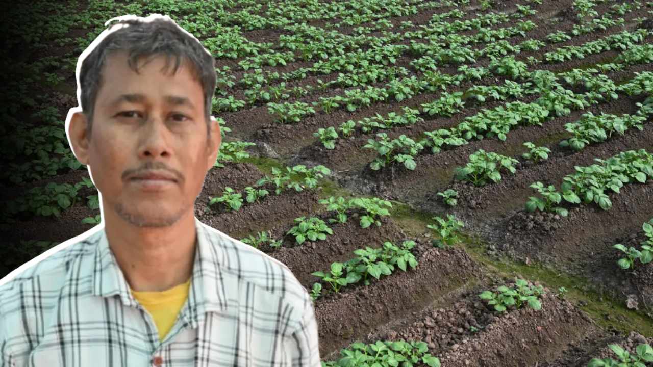 Potato Farming